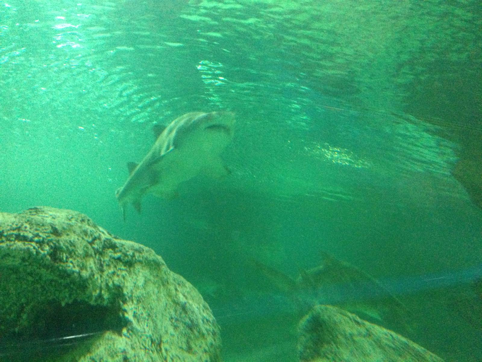 Sand Tiger Shark at Blue Planet Aquarium - 05/10/2013
