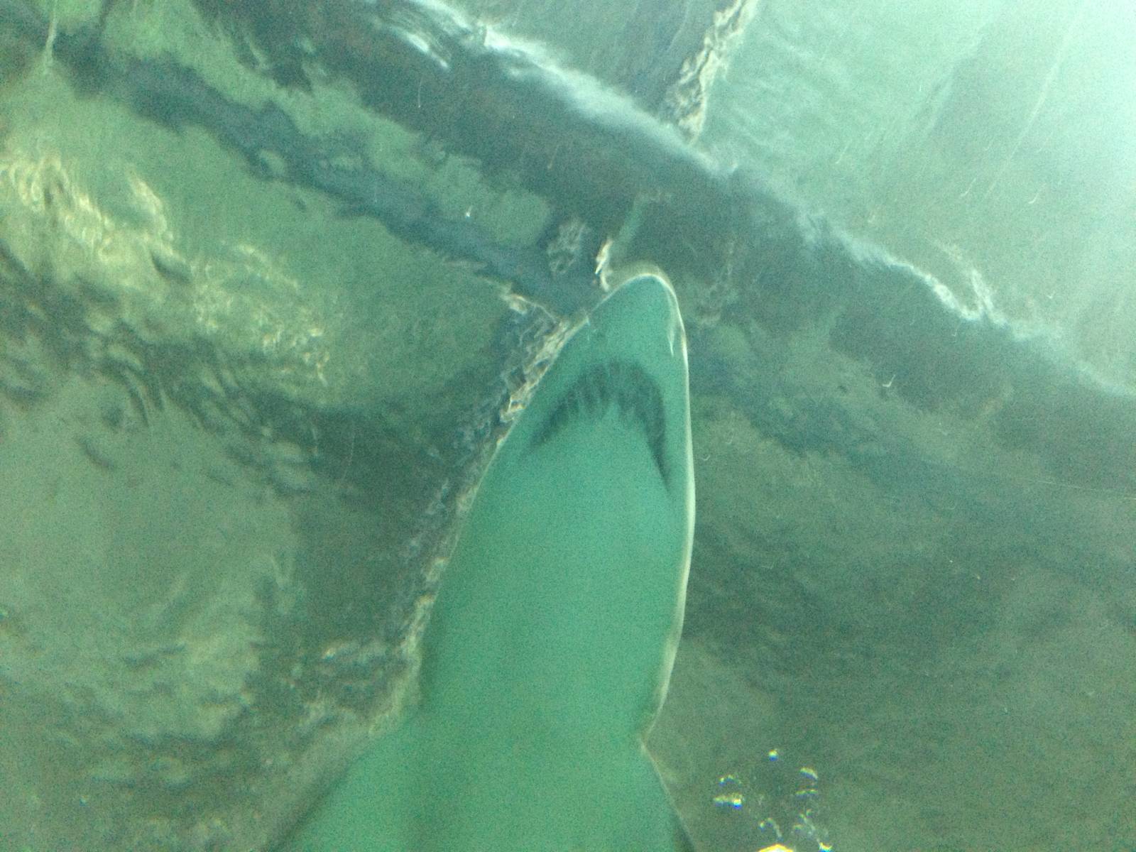 Sand Tiger Shark at Blue Planet Aquarium - 05/10/2013