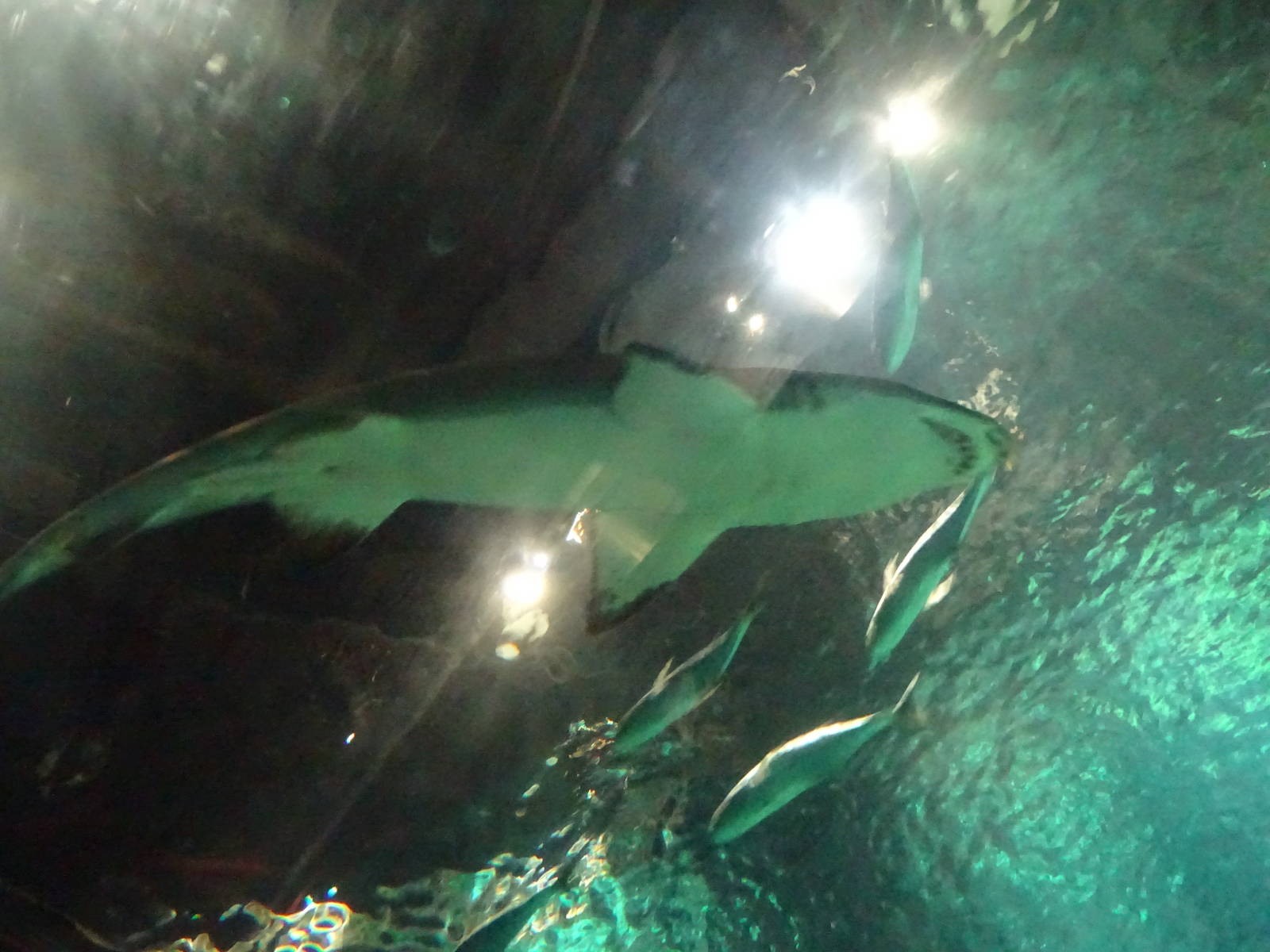 Sand Tiger Shark at SeaWorld Orlando
