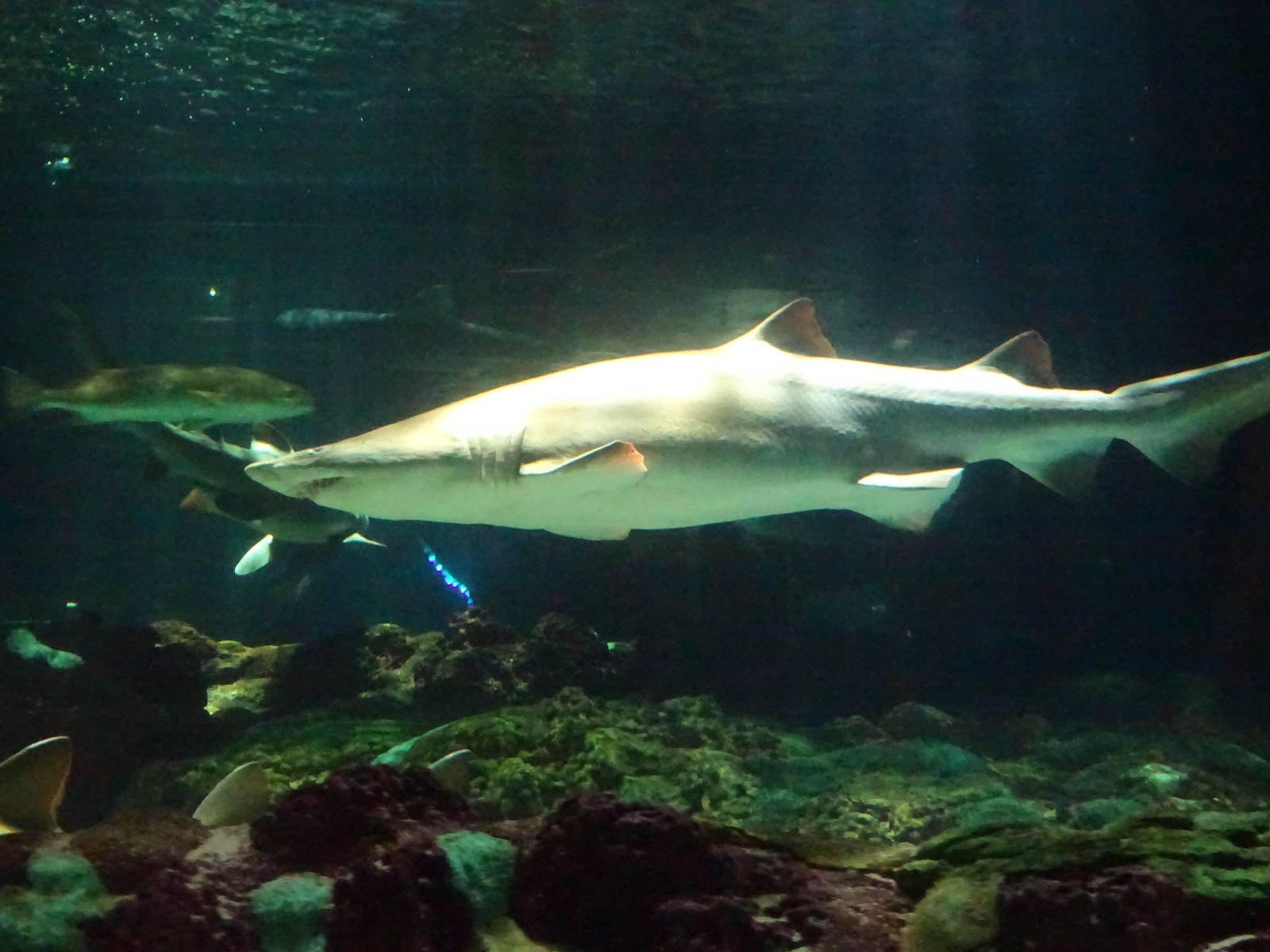 Sand Tiger Shark at SeaWorld Orlando