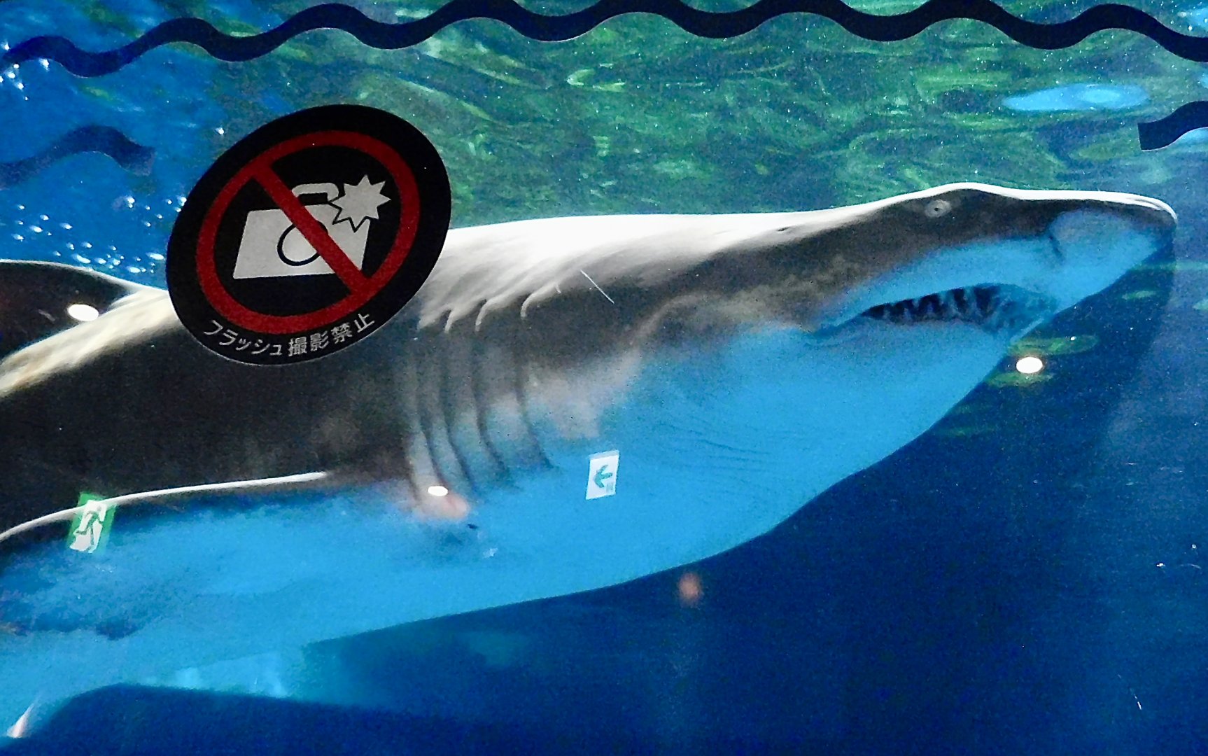 Sand Tiger Shark (Carcharias taurus) October 26, 2025