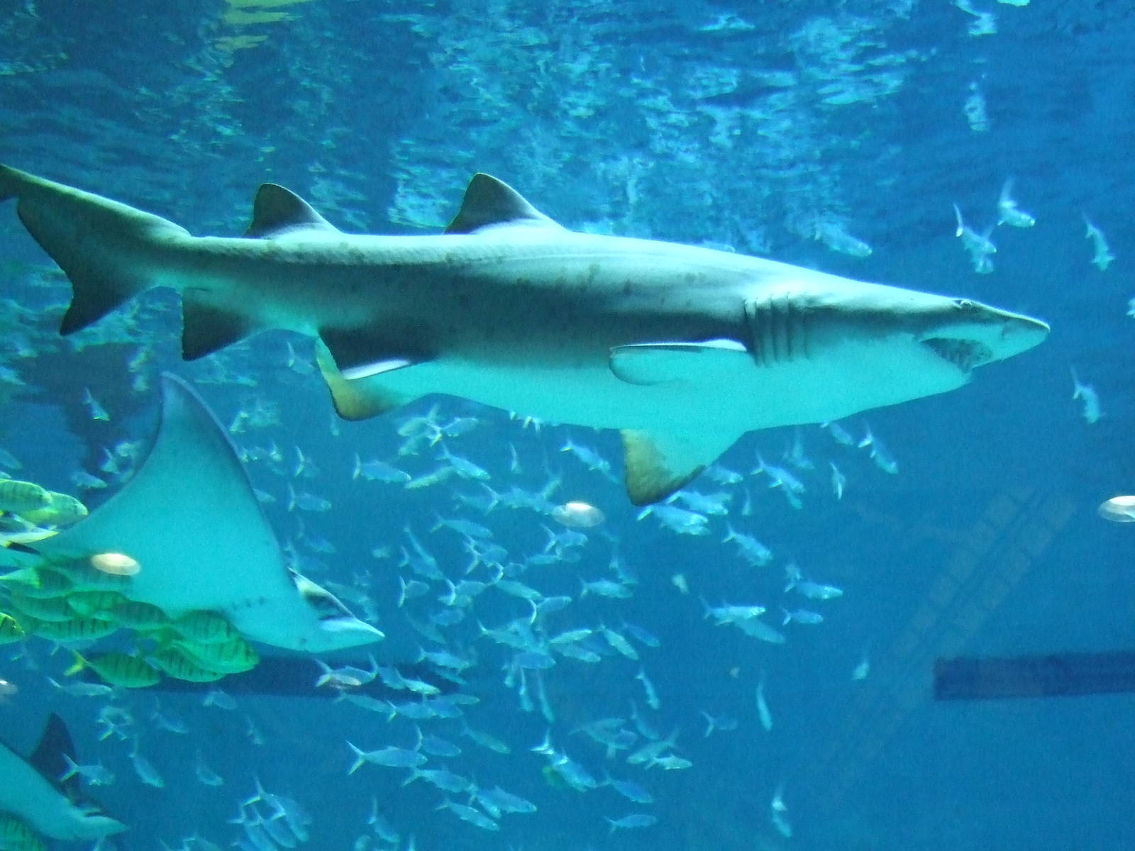 sand tiger shark (Carcharias taurus)
