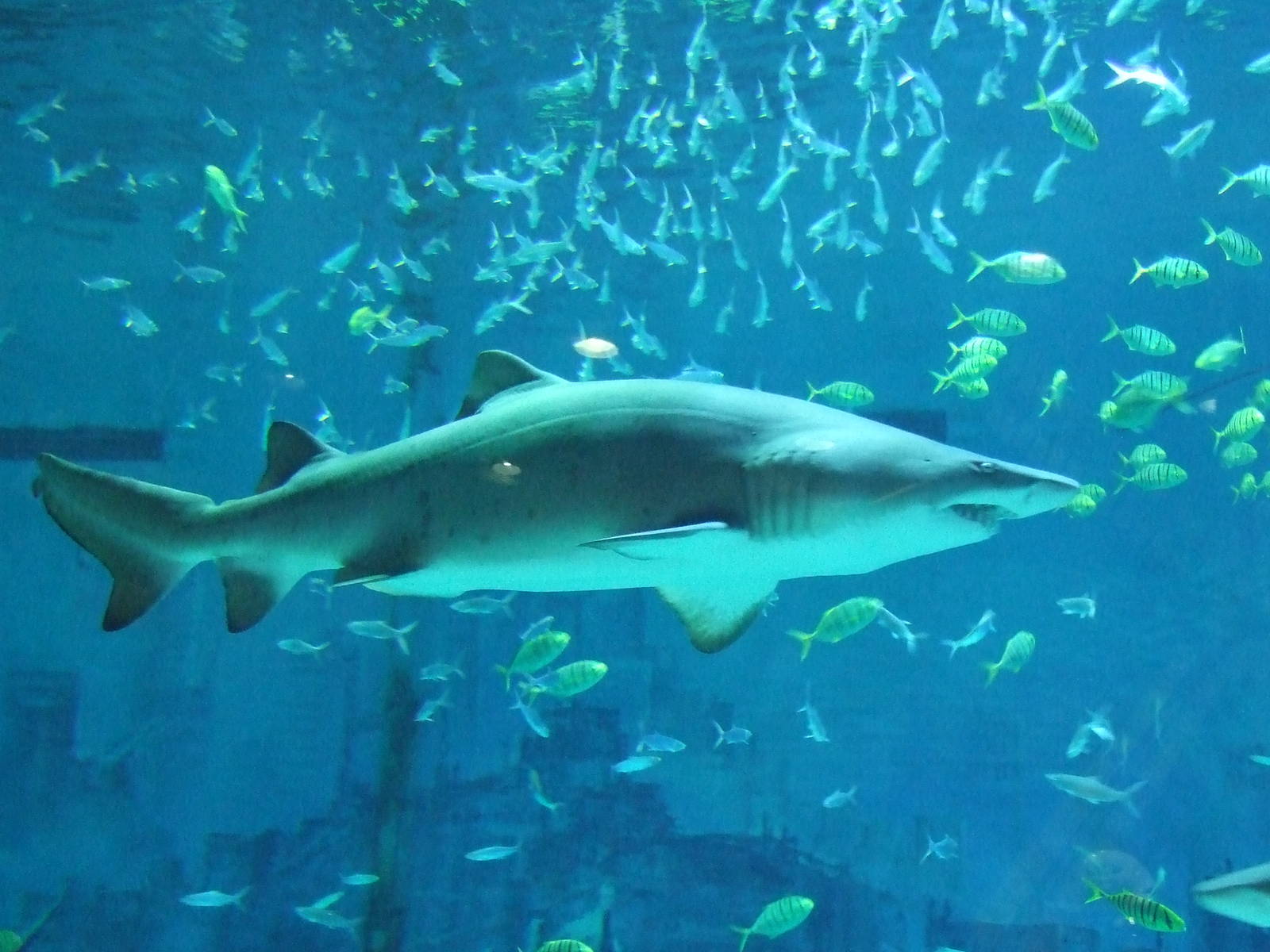 sand tiger shark (Carcharias taurus)