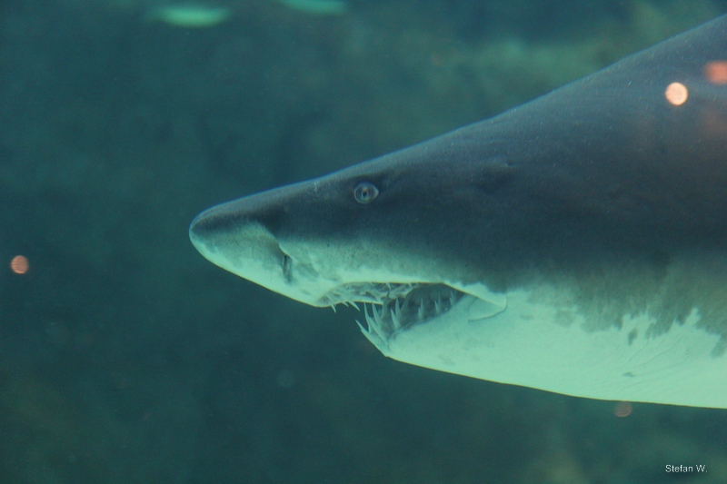 Sand tiger shark (Carcharias taurus)