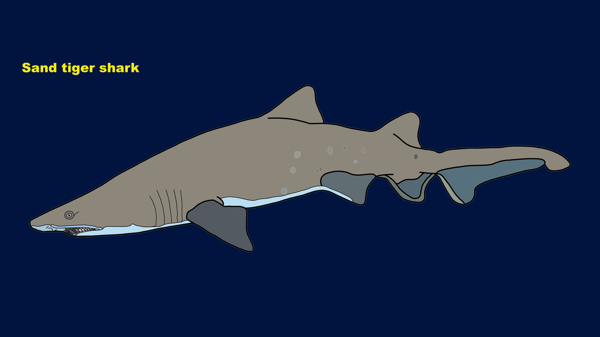 Sand tiger shark (Carcharias taurus)