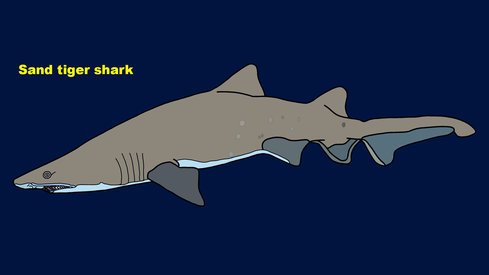 Sand tiger shark (Carcharias taurus)
