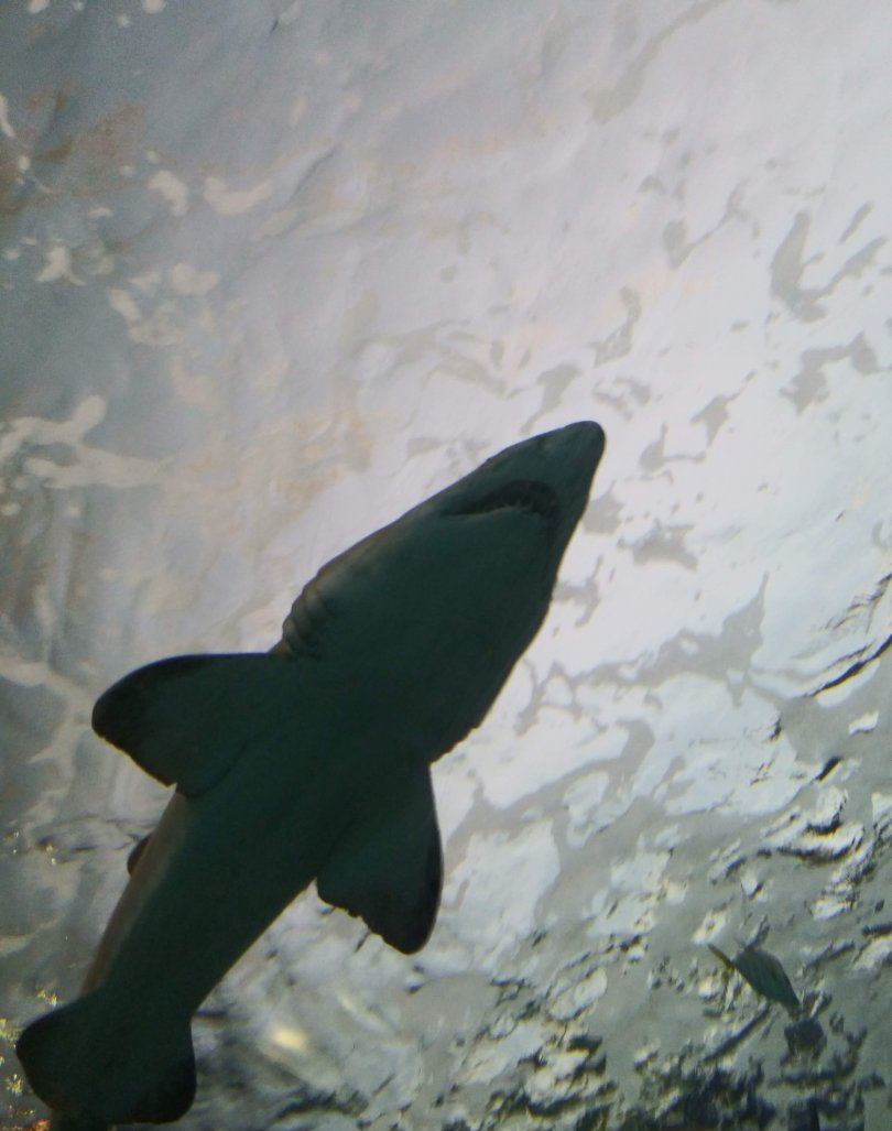 Sand Tiger Shark (Carcharias taurus)