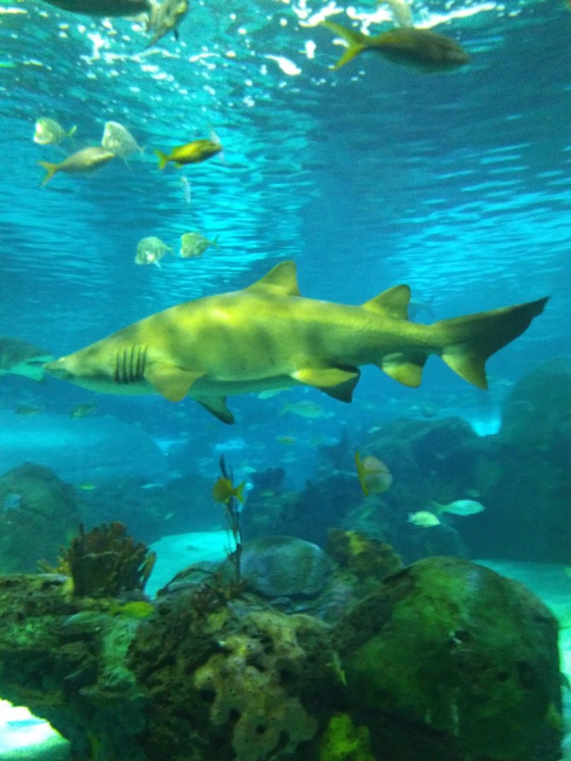 Sand Tiger Shark (Carcharias taurus)