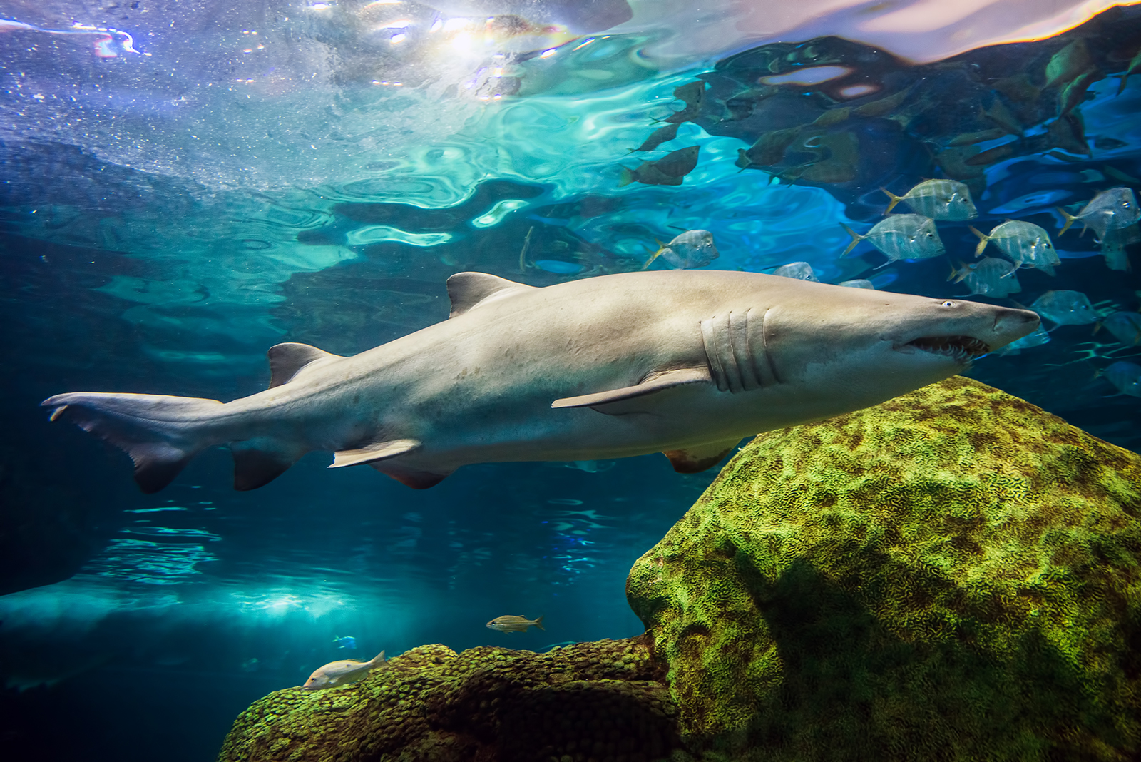 Sand tiger shark (Carcharias taurus)
