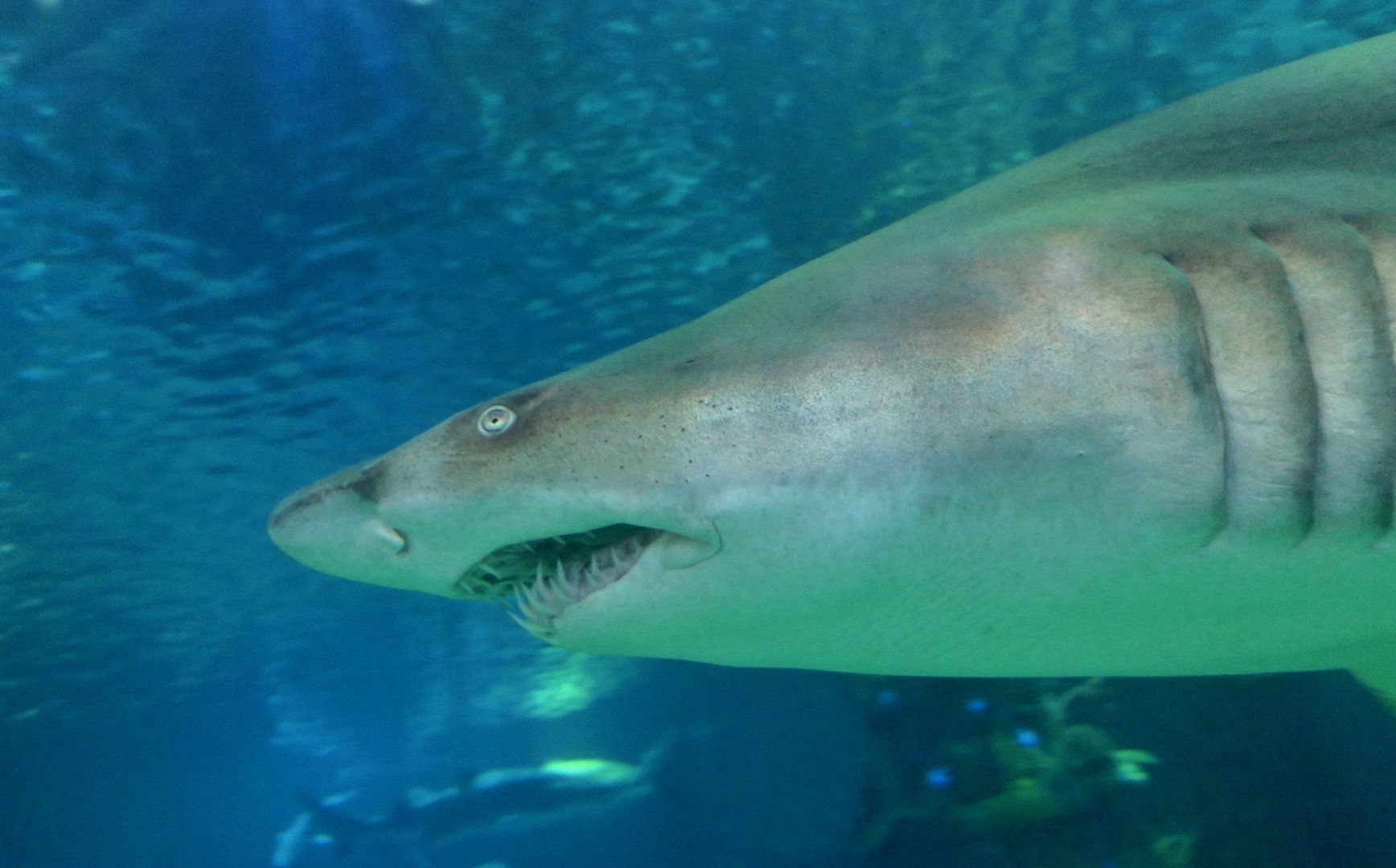 Sand Tiger Shark (Carcharias taurus)
