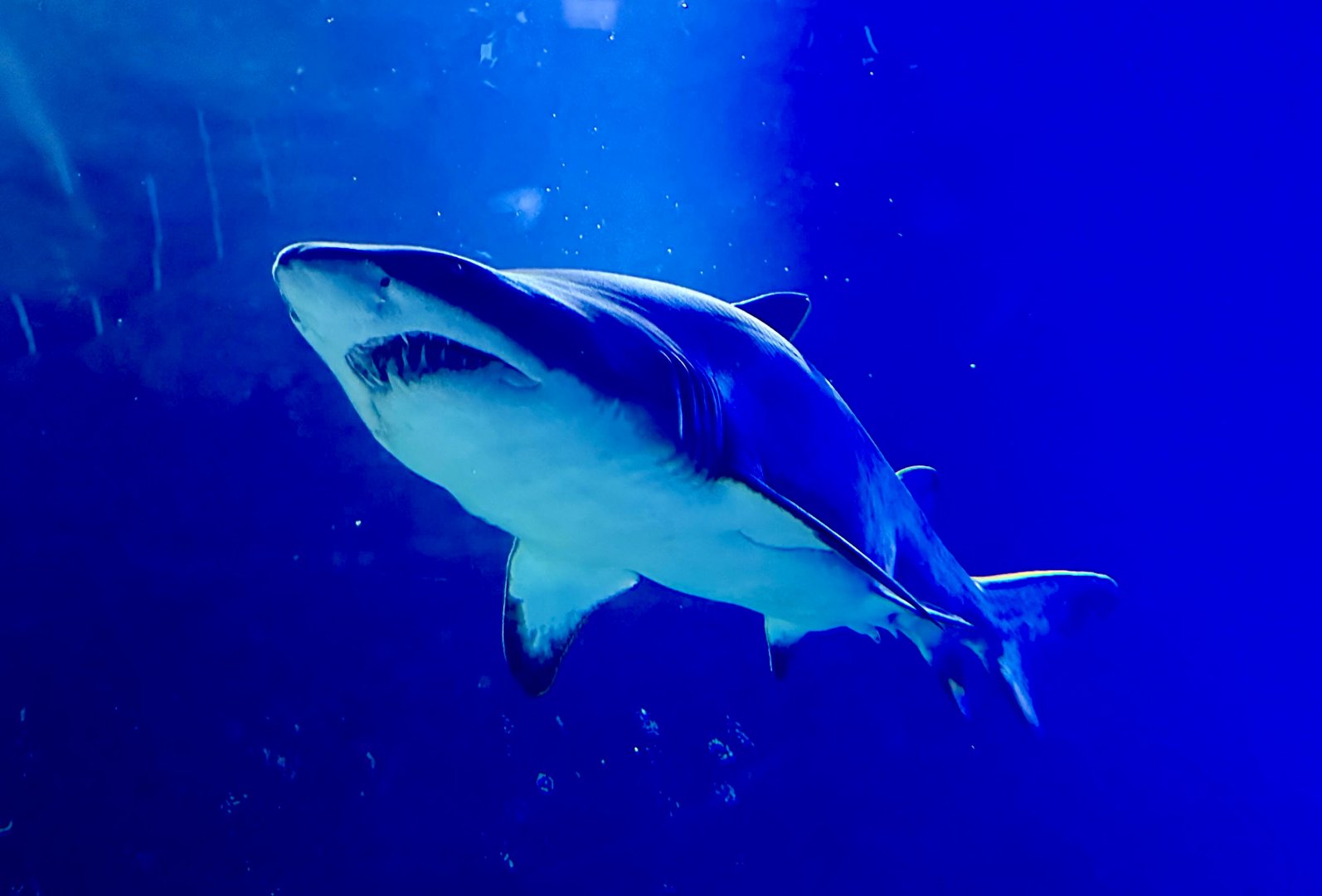 Sand tiger shark (Carcharias taurus)