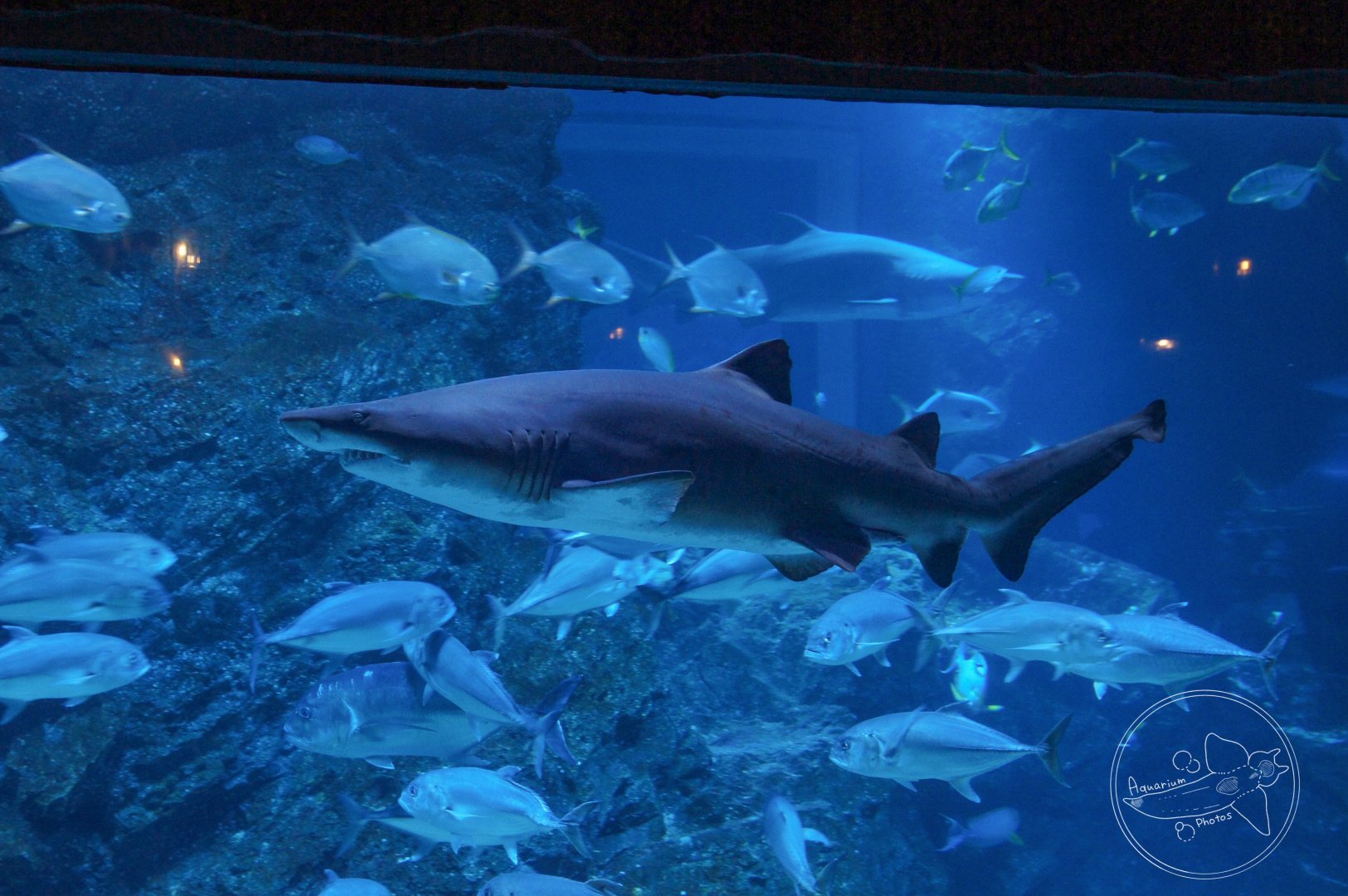 Sand Tiger Shark (Carcharias taurus)