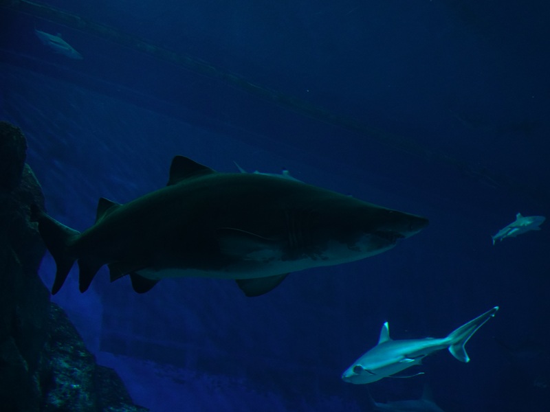 Sand tiger shark (Carcharias taurus