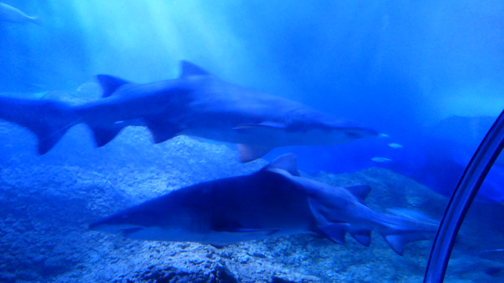 Sand tiger Shark (Carcharius taurus)