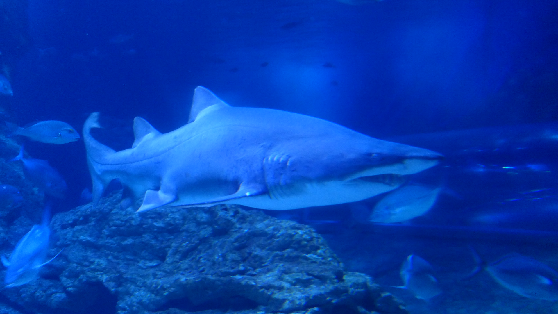 Sand tiger Shark (Carcharius taurus)