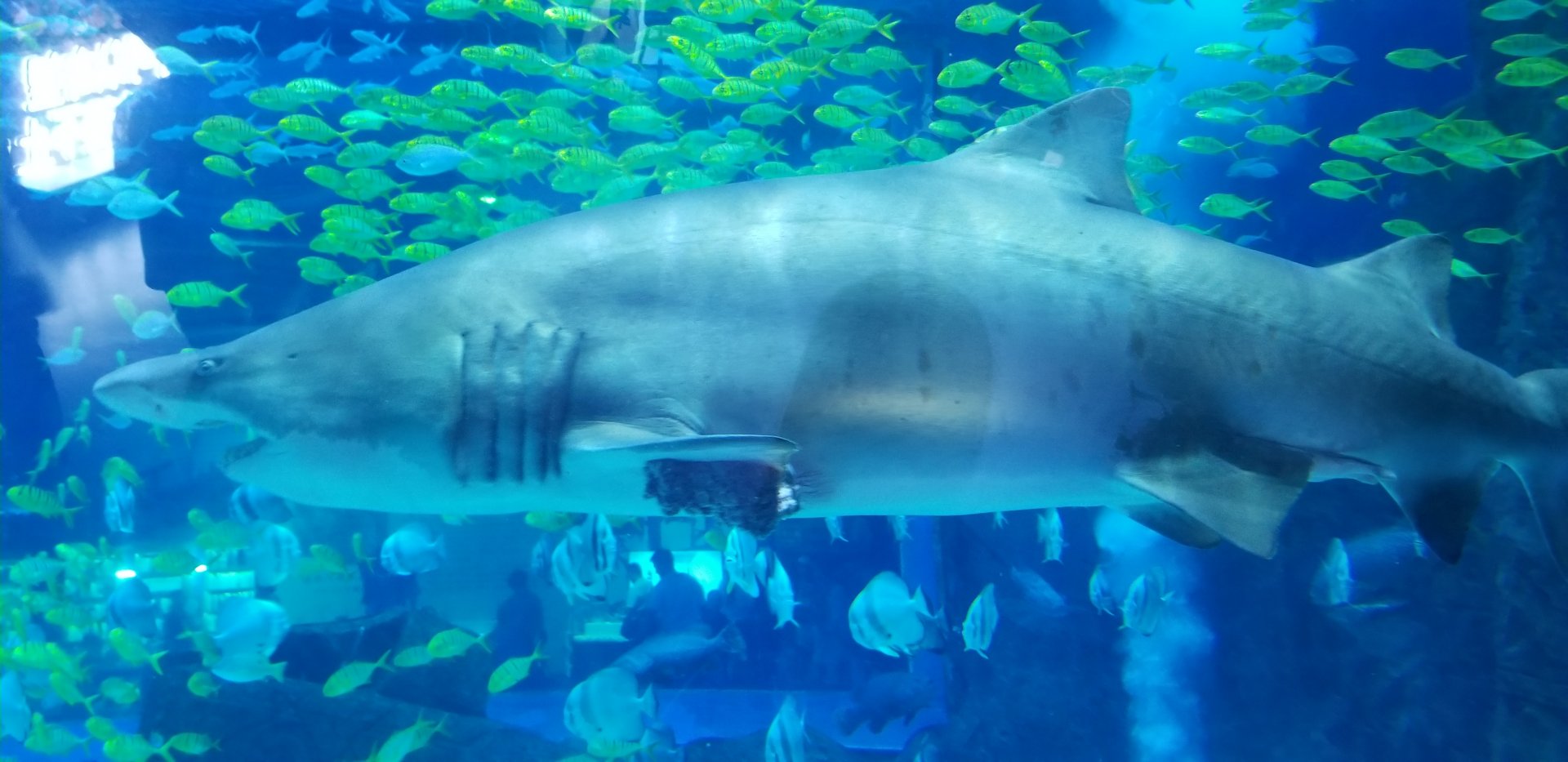 Sand Tiger Shark in Kumming Aquarium