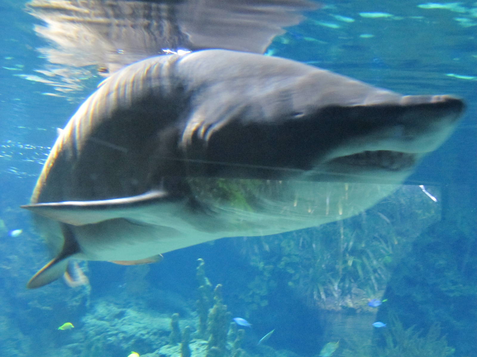Sand Tiger Shark  nov 2010