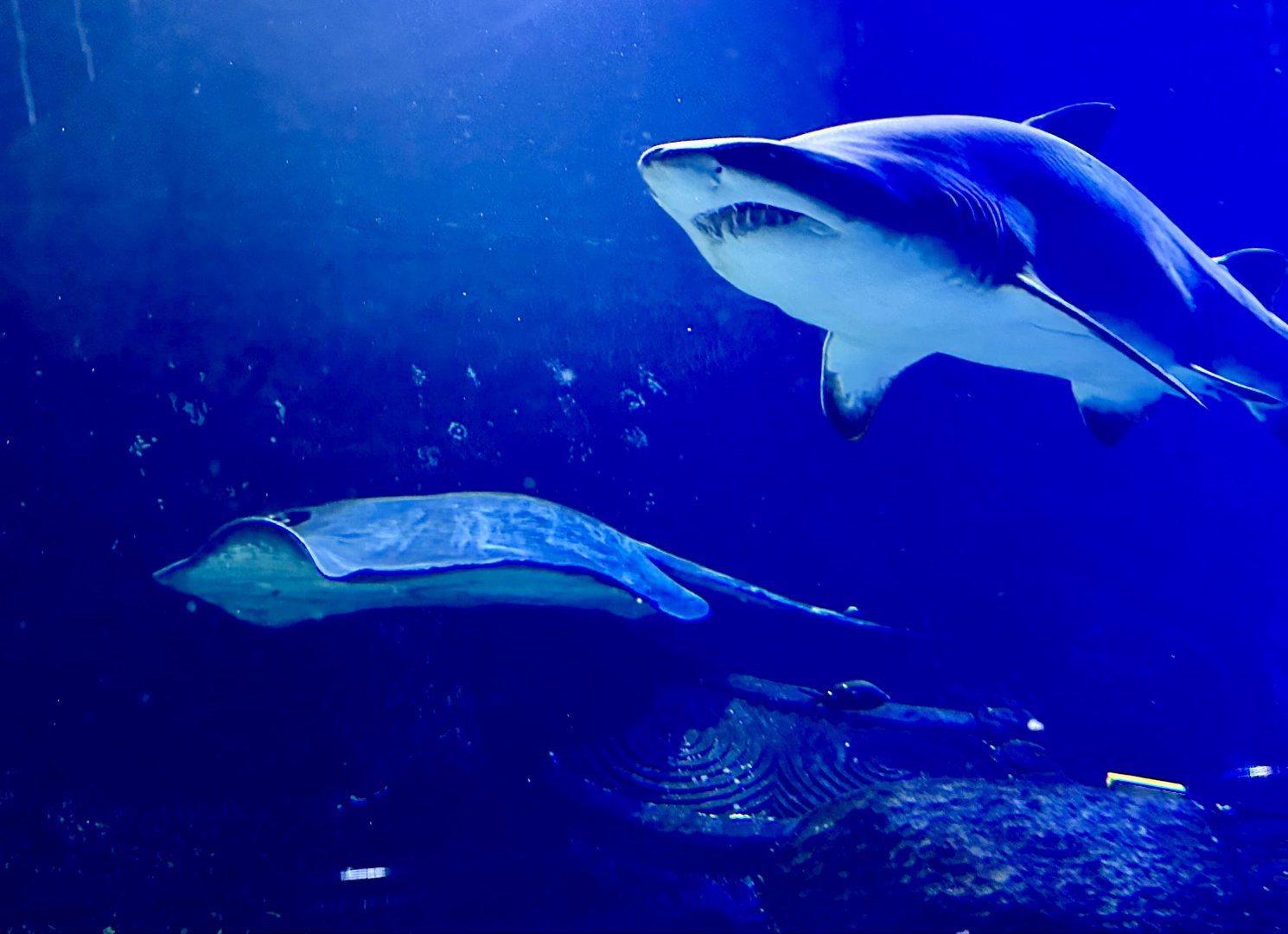 Sand tiger shark/Short-tail stingray