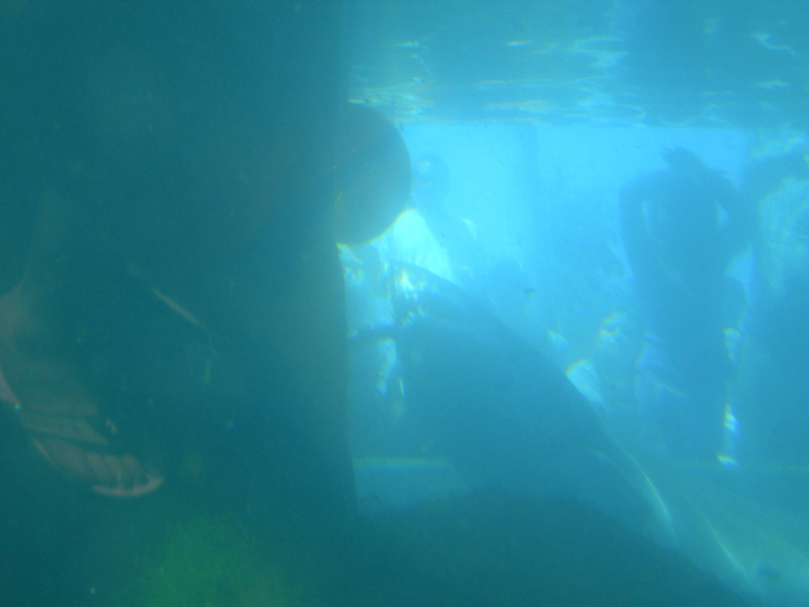 sand tiger shark snags fish for feeding presentation