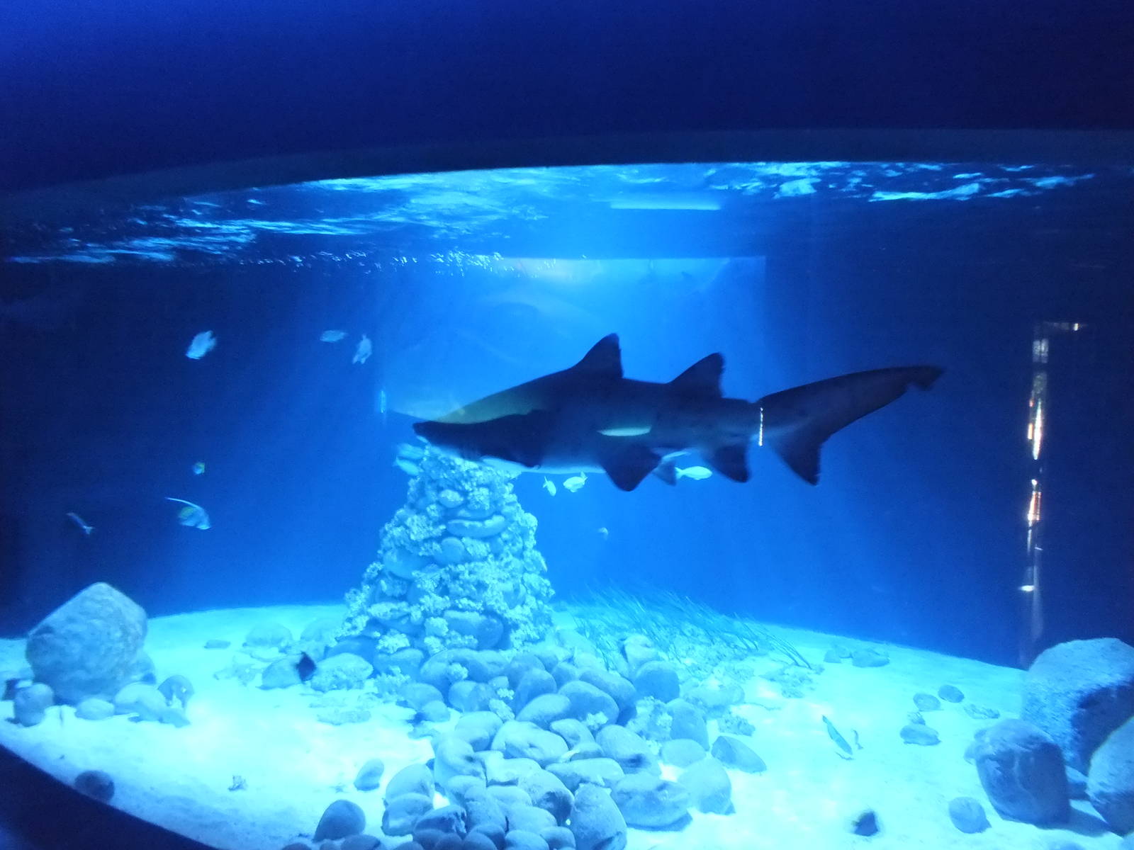 Sand Tiger Shark tank