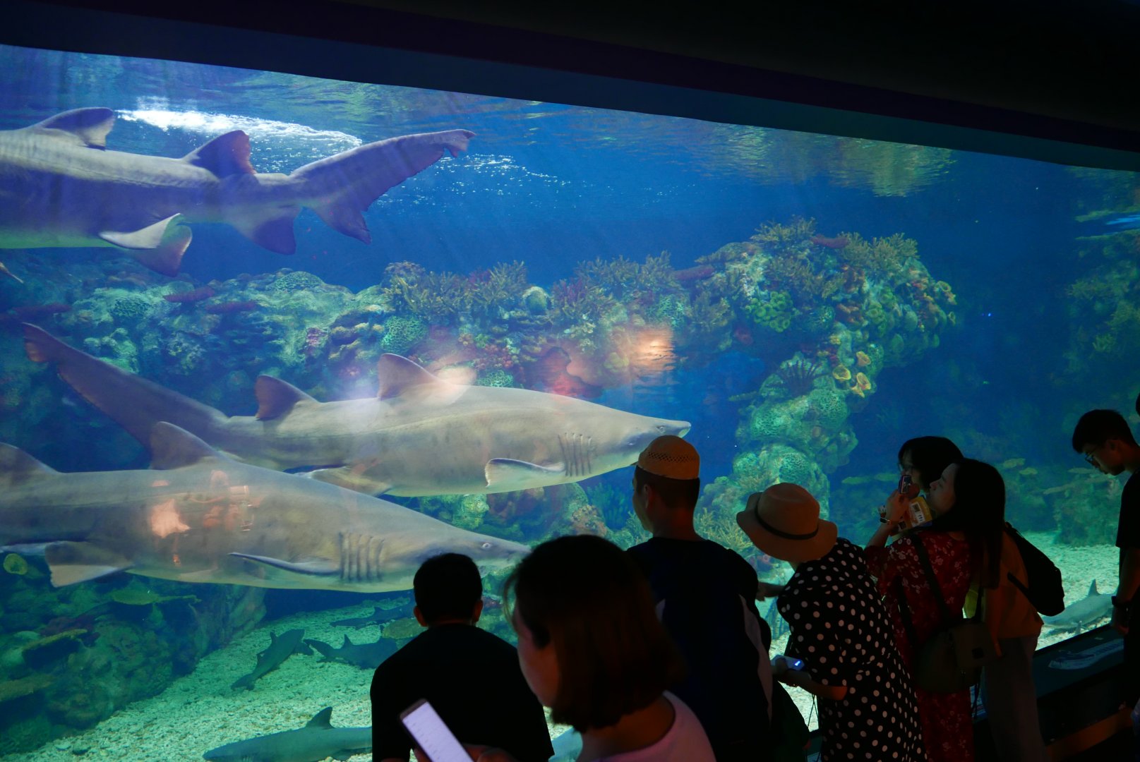 Sand Tiger Shark Tank