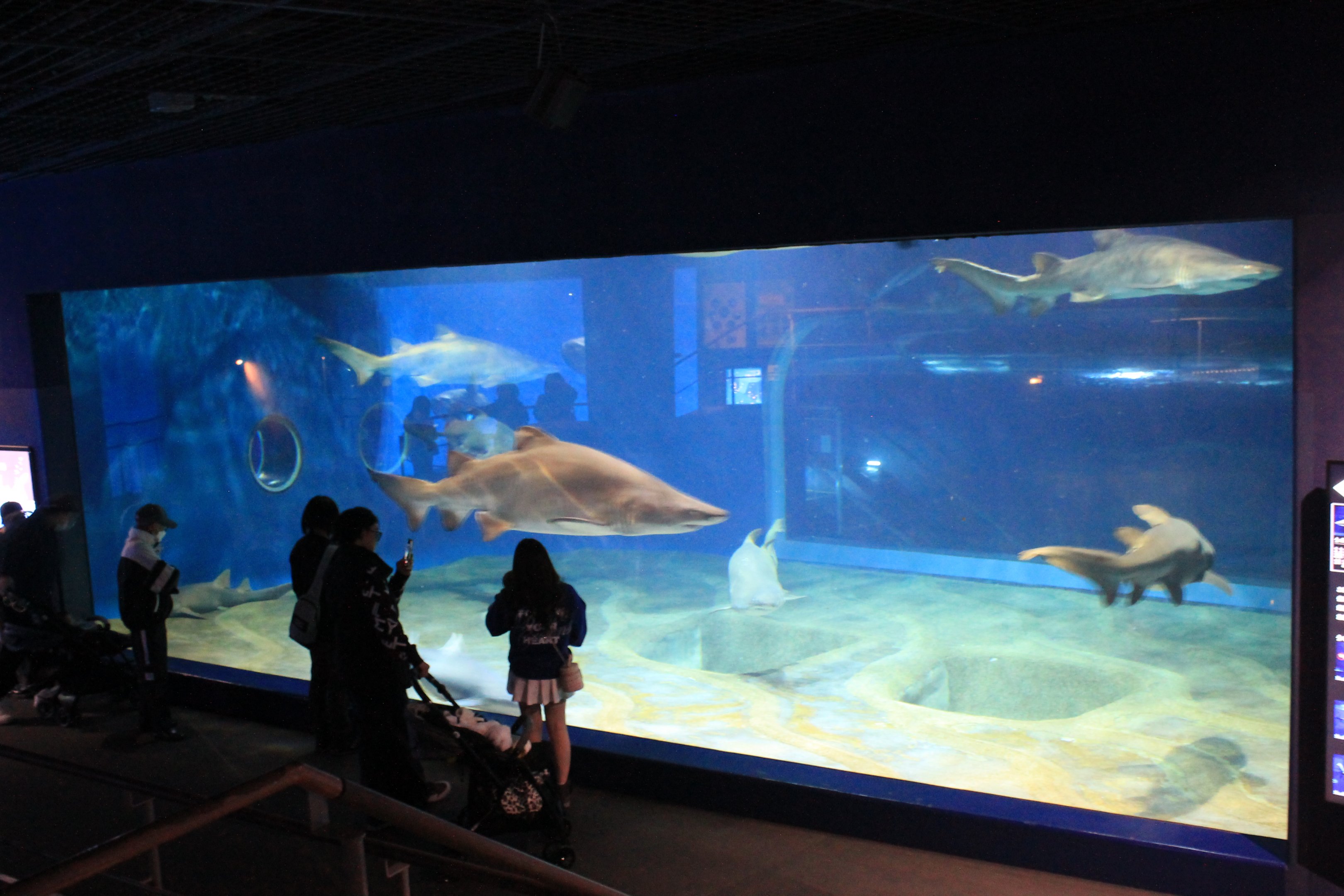 Sand Tiger Shark tank