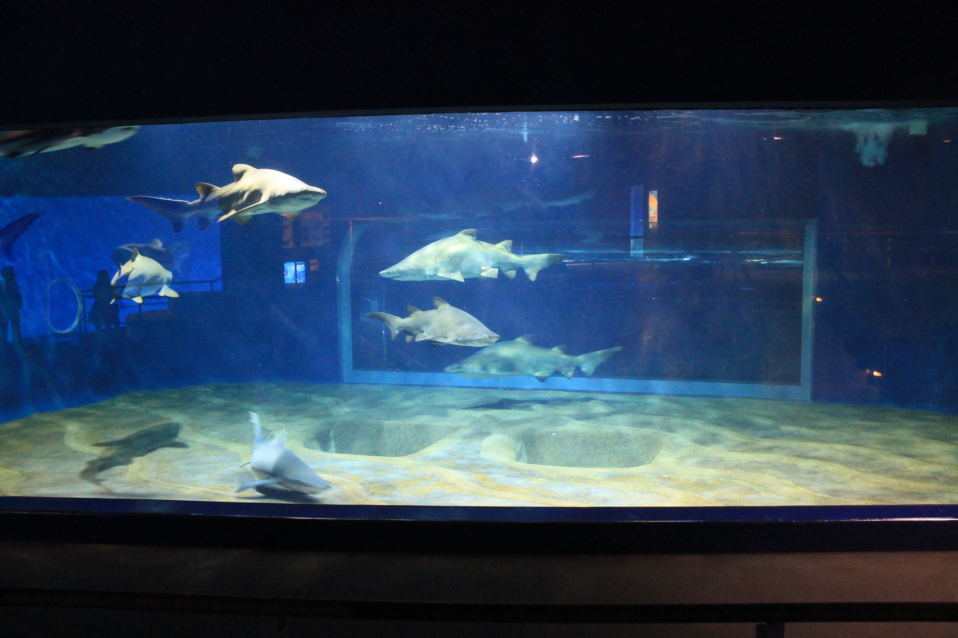 Sand Tiger Shark tank