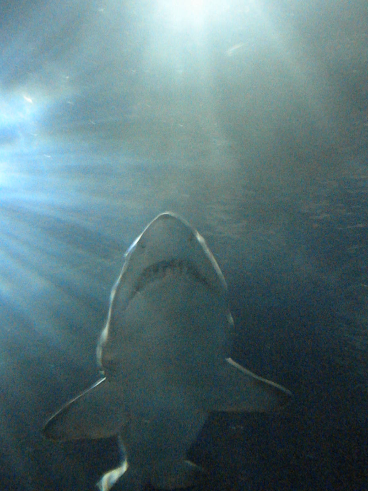 Sand Tiger Shark
