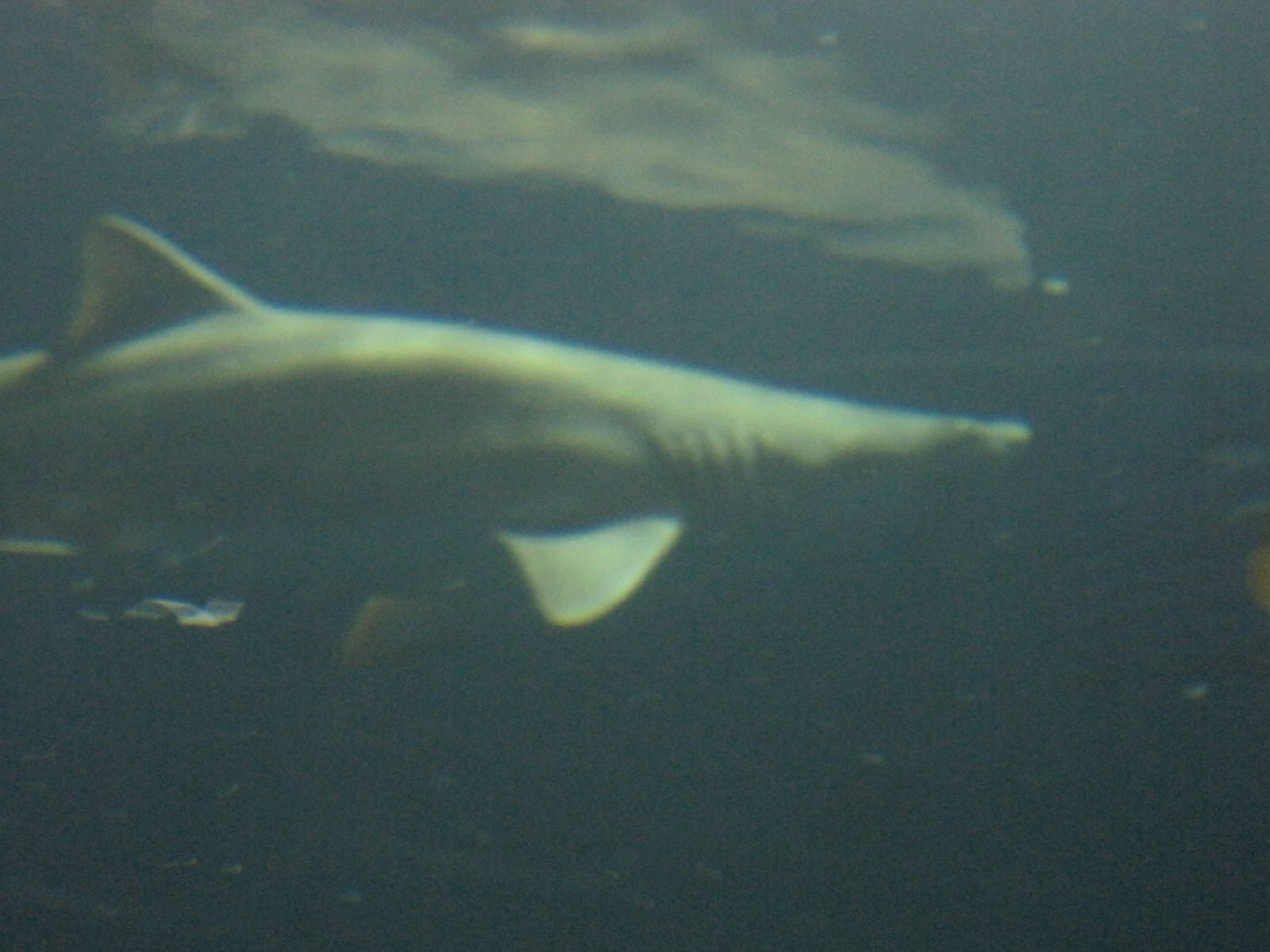 Sand Tiger Shark