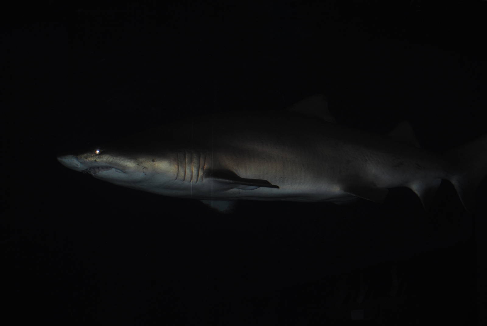 sand tiger shark