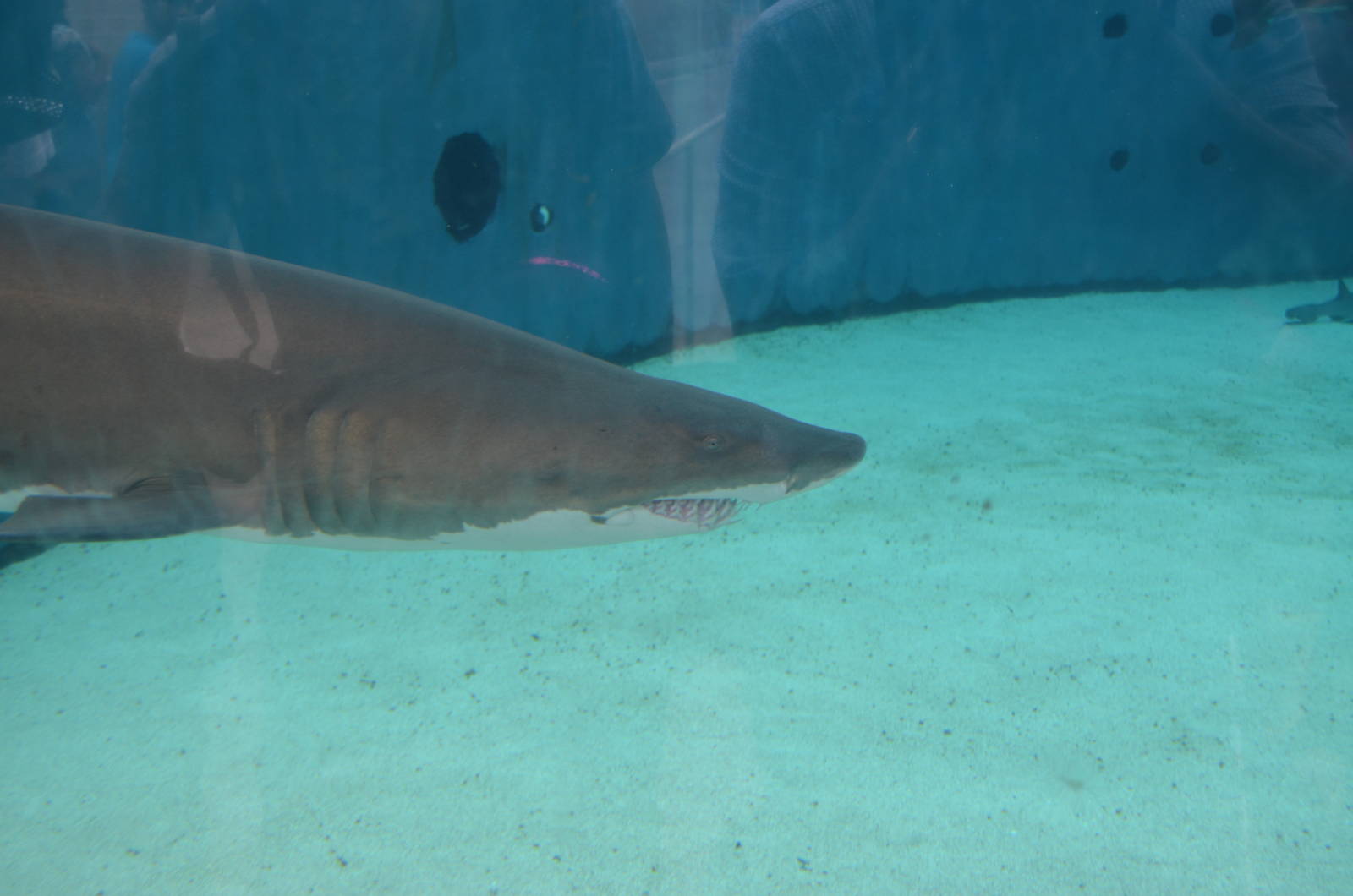 Sand Tiger Shark