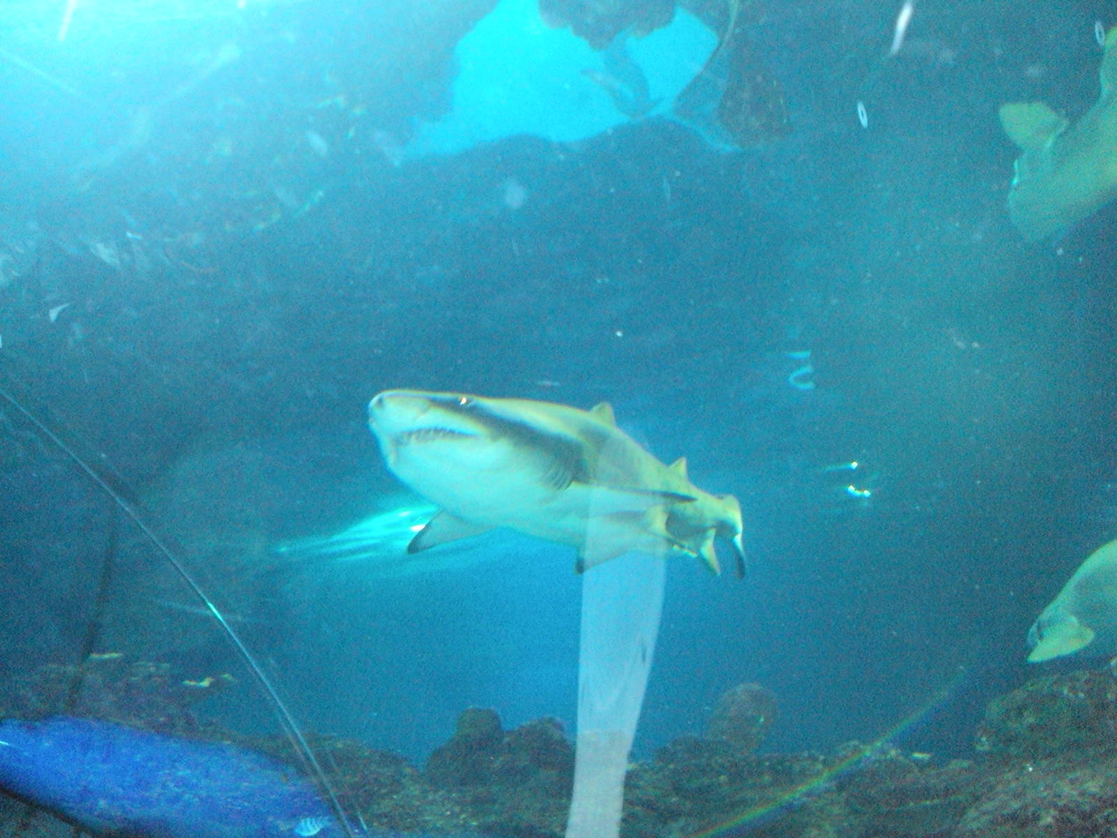 Sand Tiger Shark