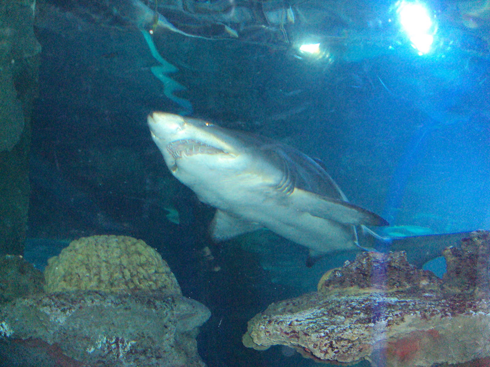 Sand Tiger Shark