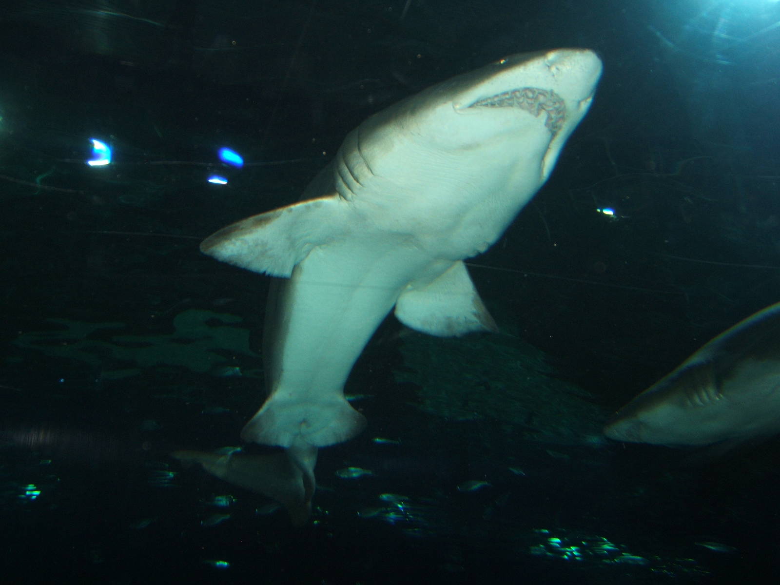 Sand Tiger Shark