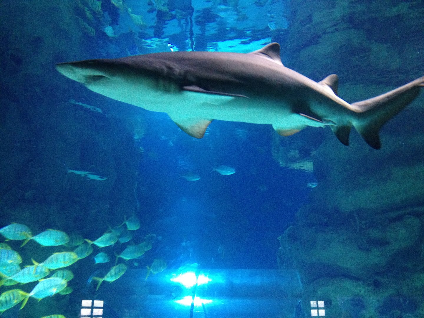 Sand tiger shark