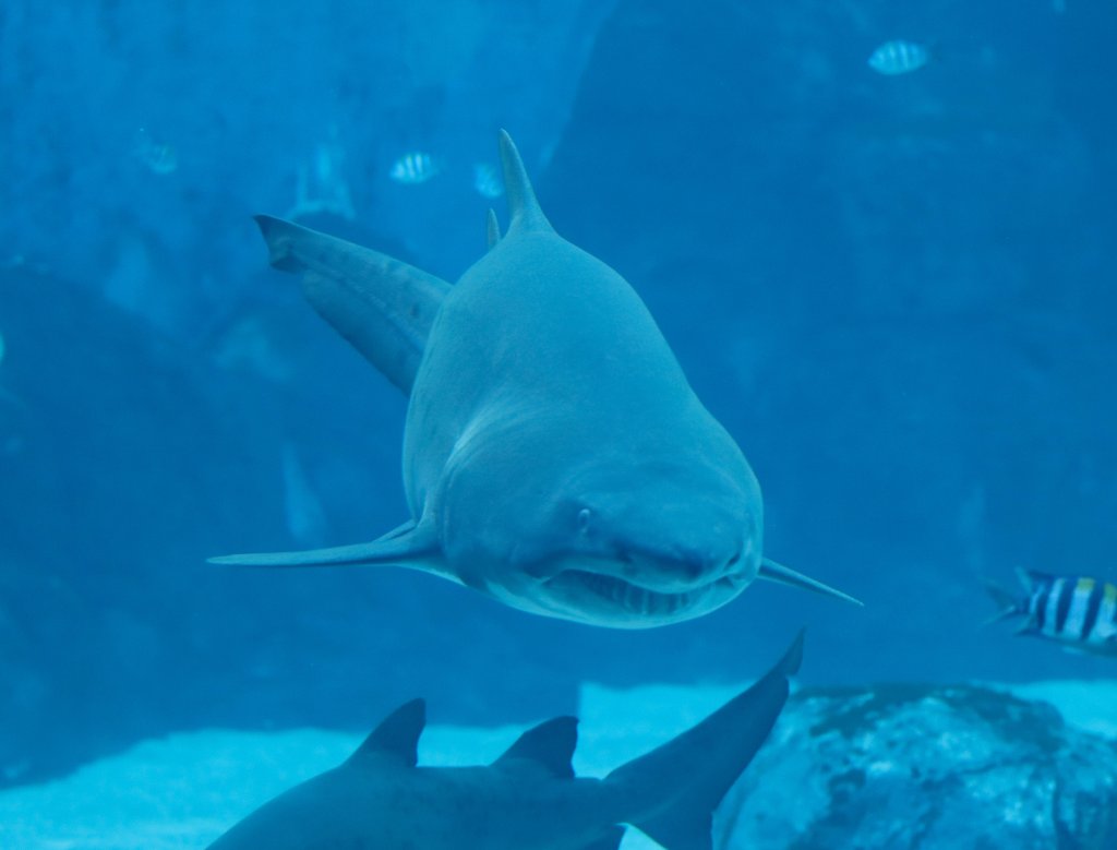 Sand Tiger Shark