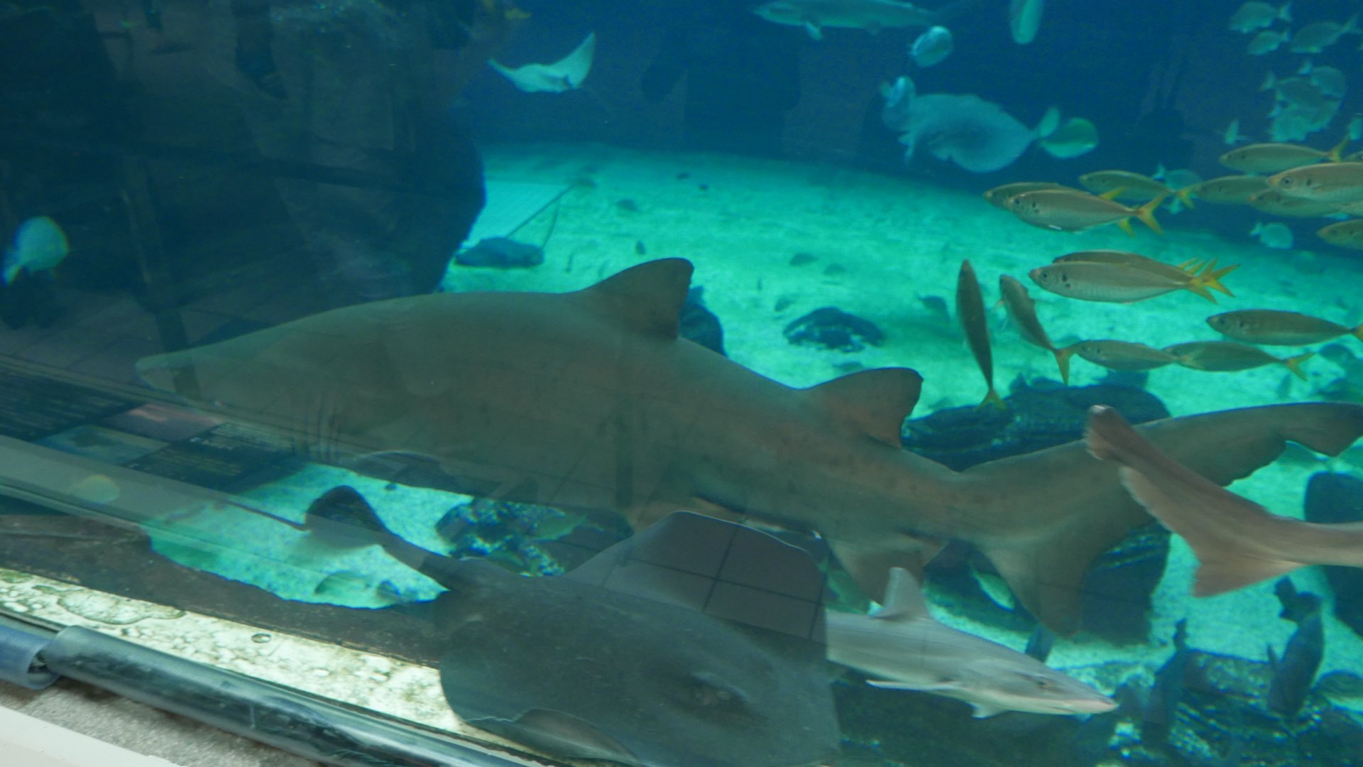 Sand Tiger Shark