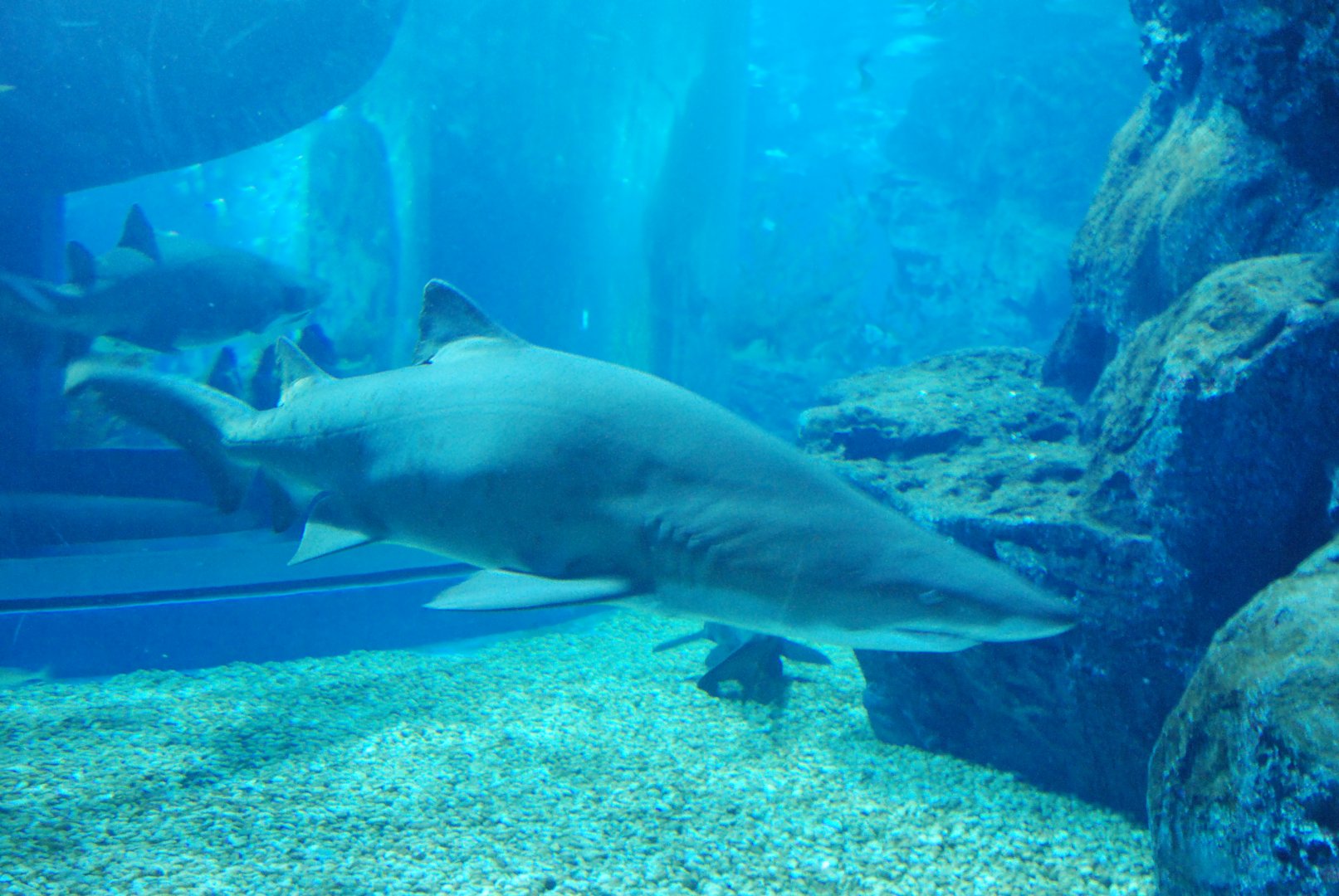 Sand Tiger Shark