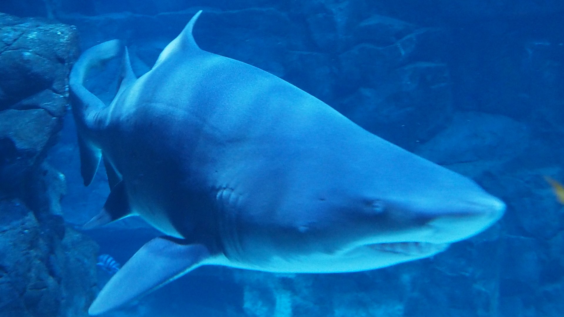 Sand Tiger Shark