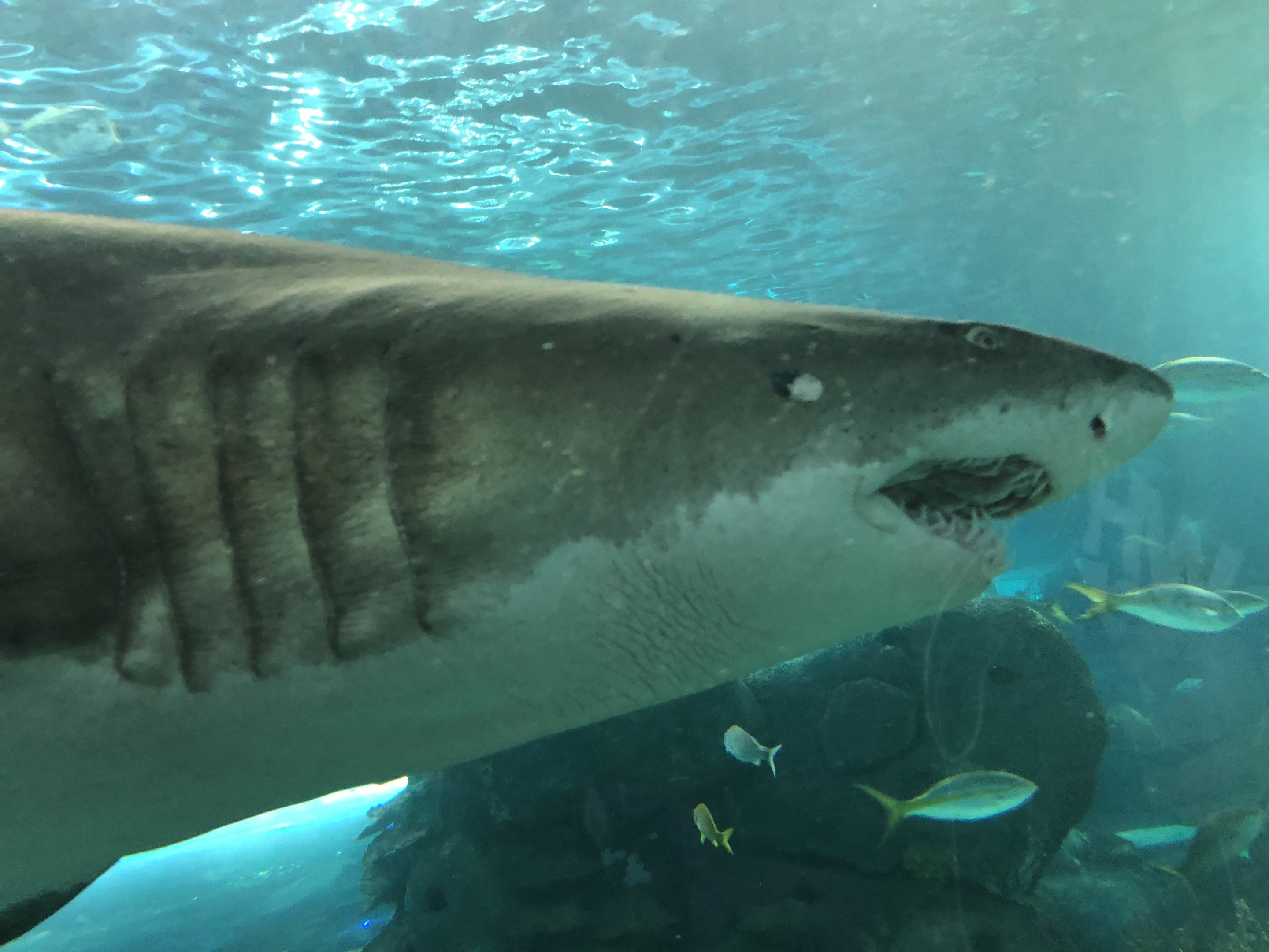 Sand Tiger Shark
