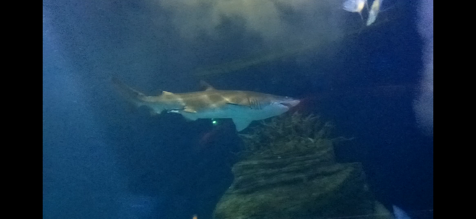 Sand tiger shark
