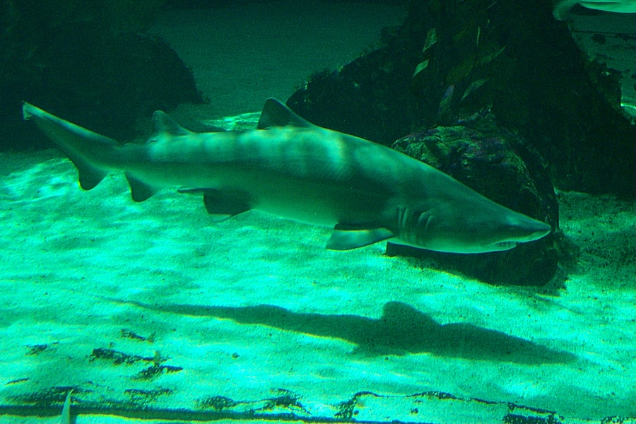 Sand Tiger Shark