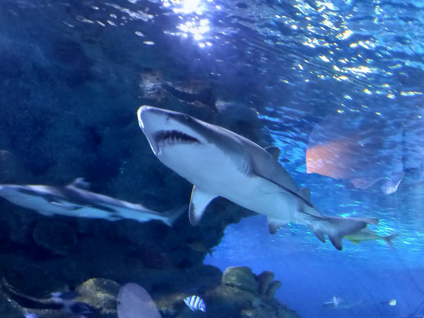 Sand Tiger Shark