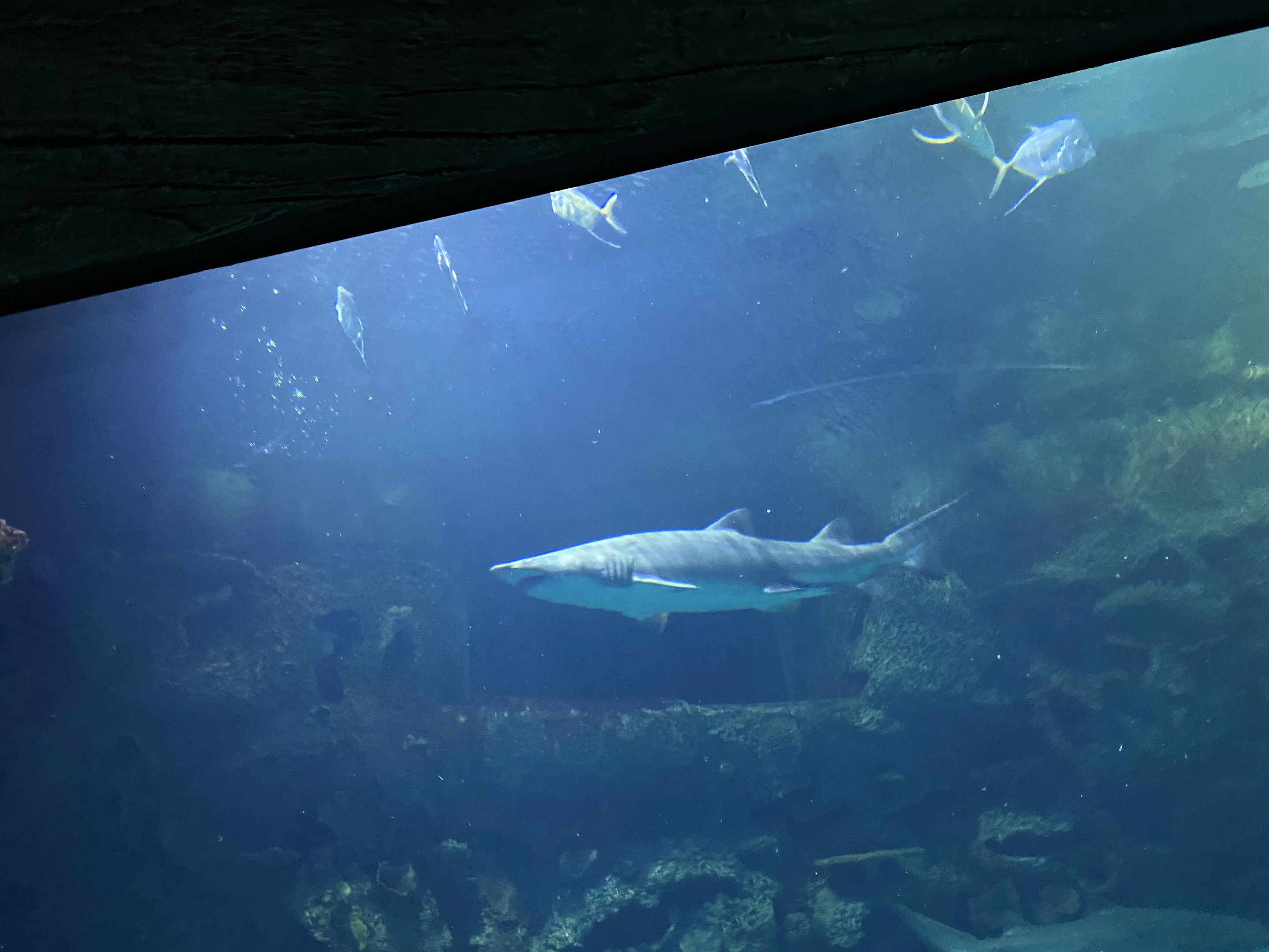 Sand Tiger Shark