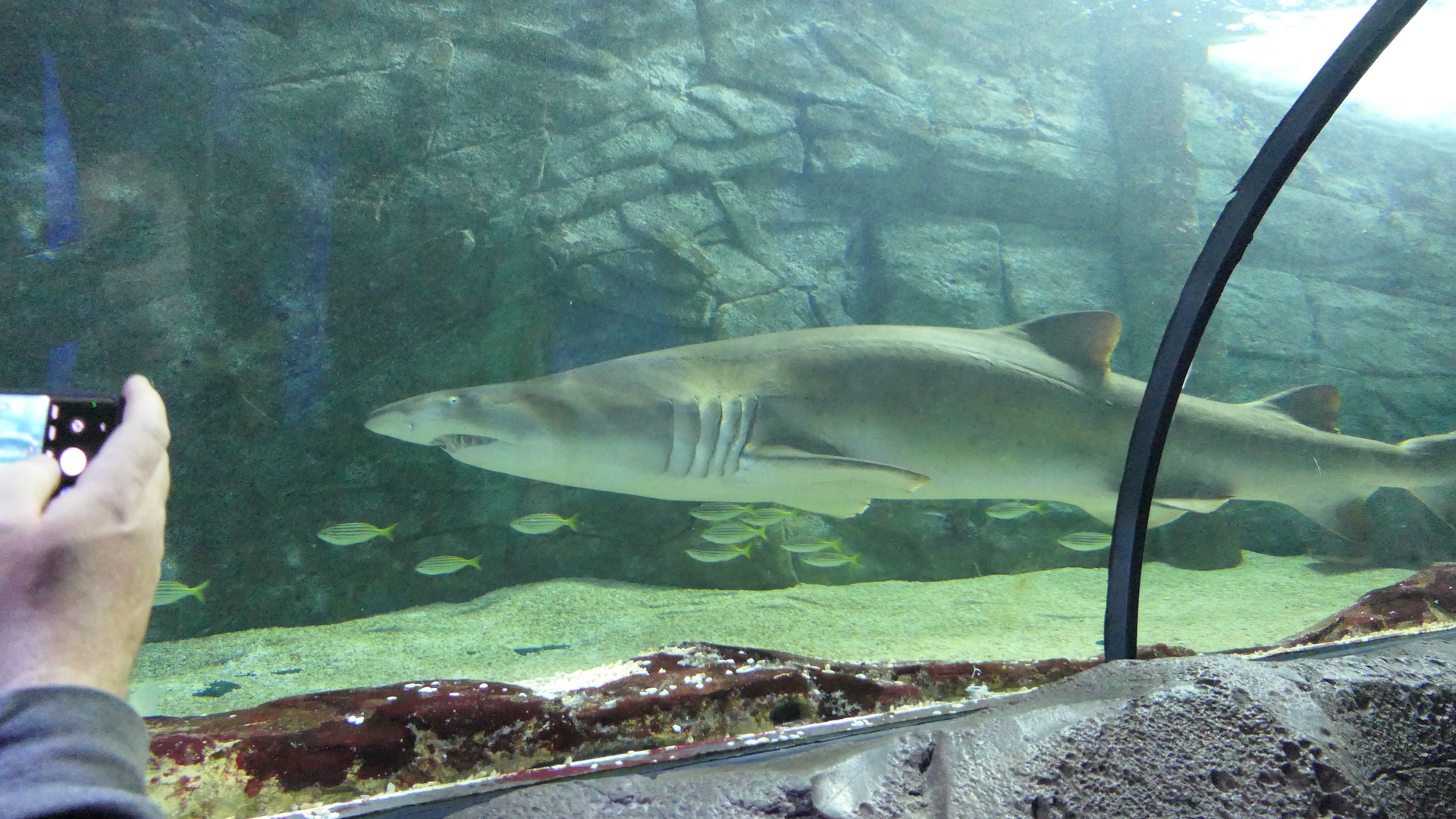 Sand Tiger Shark