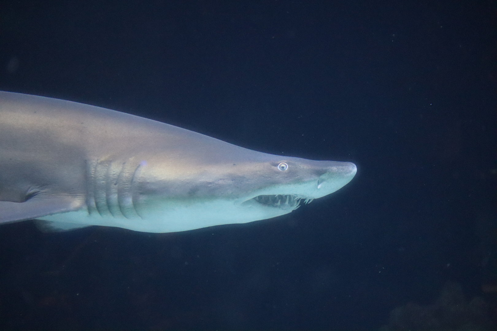Sand Tiger Shark