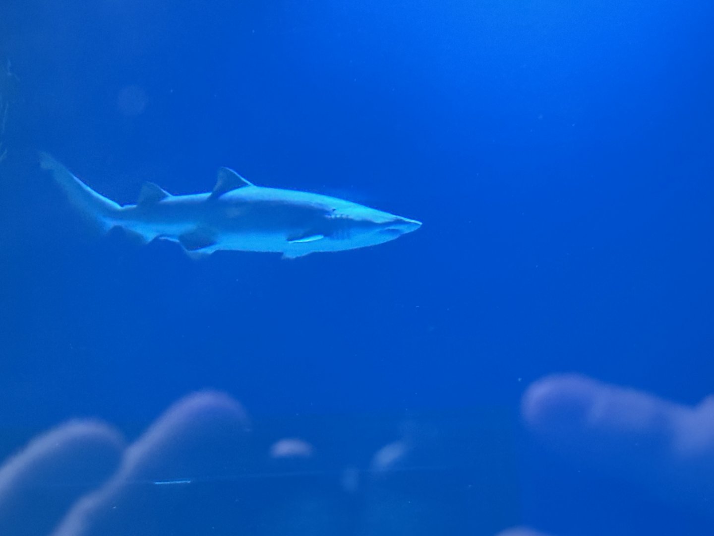 Sand Tiger Shark