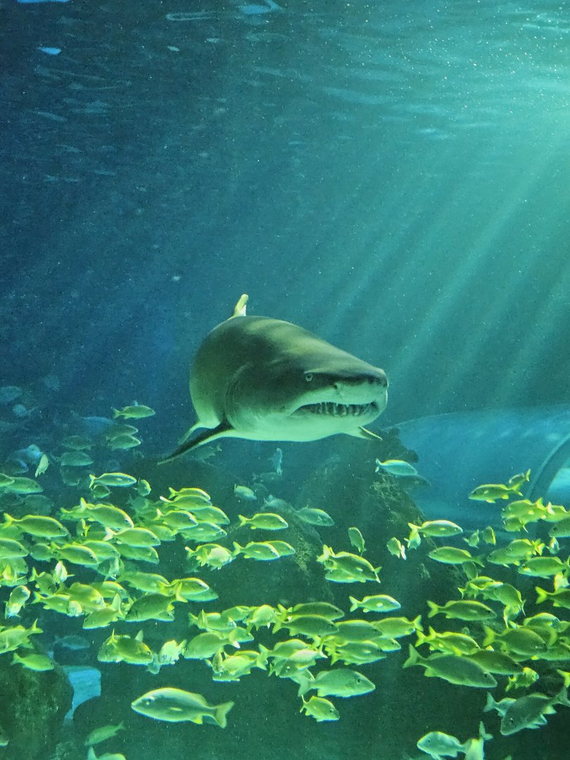 Sand tiger shark