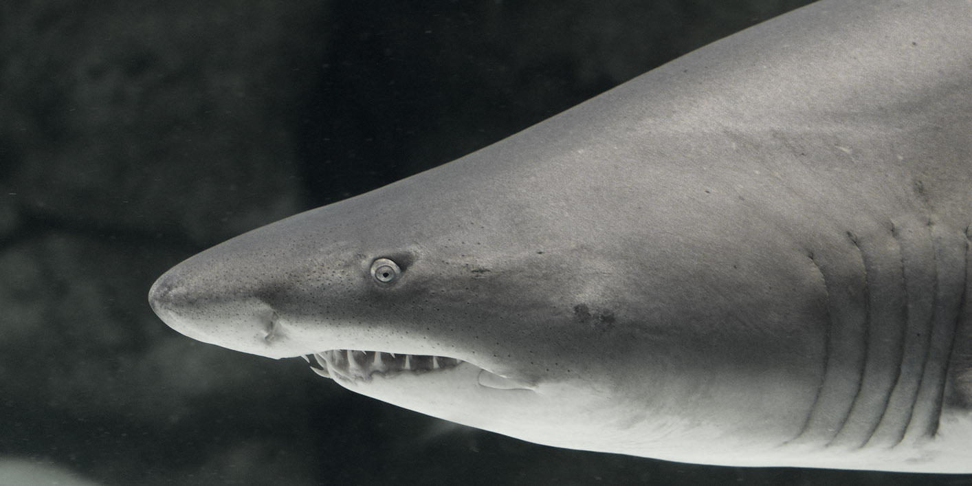 Sand tiger shark