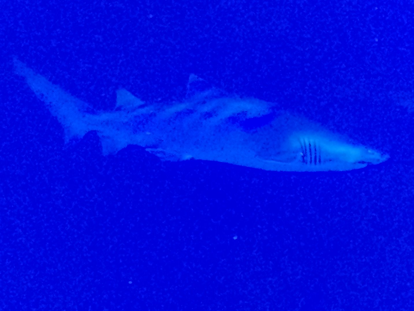 Sand tiger shark